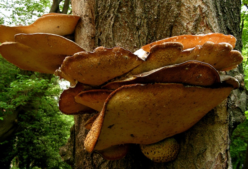 Super Polyporus!!!!!!!